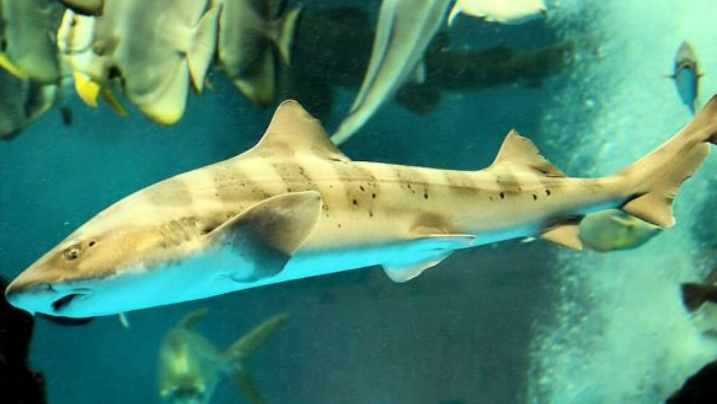 皱唇鲨的繁殖方式是什么
