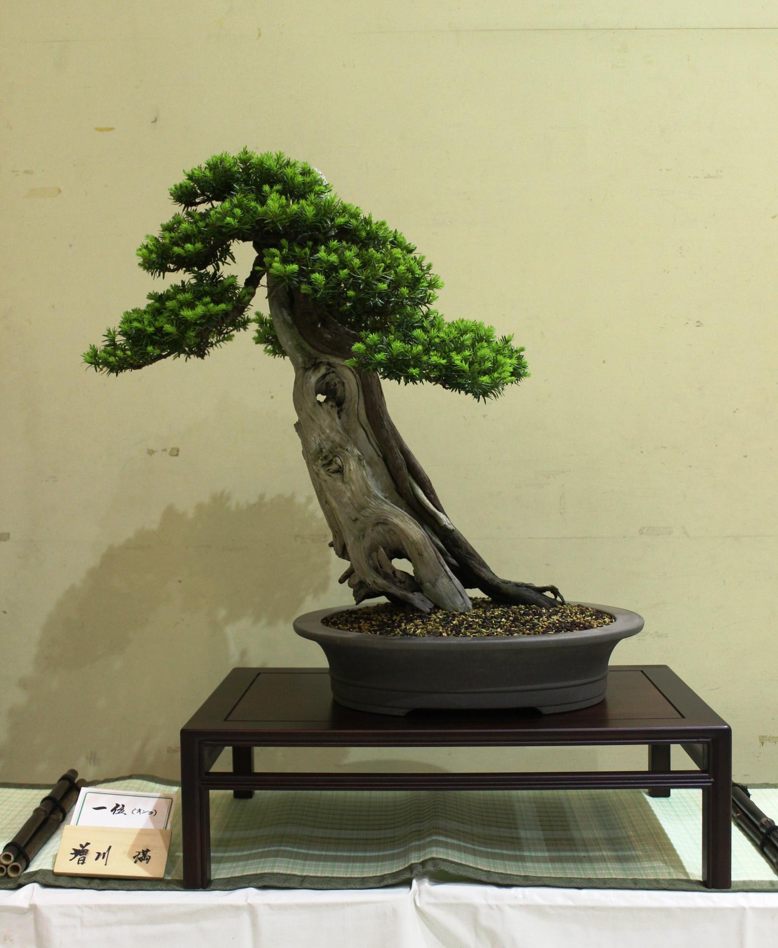 心理测试:凭感觉选一株盆栽,测测这辈子你修来了什么好福气?