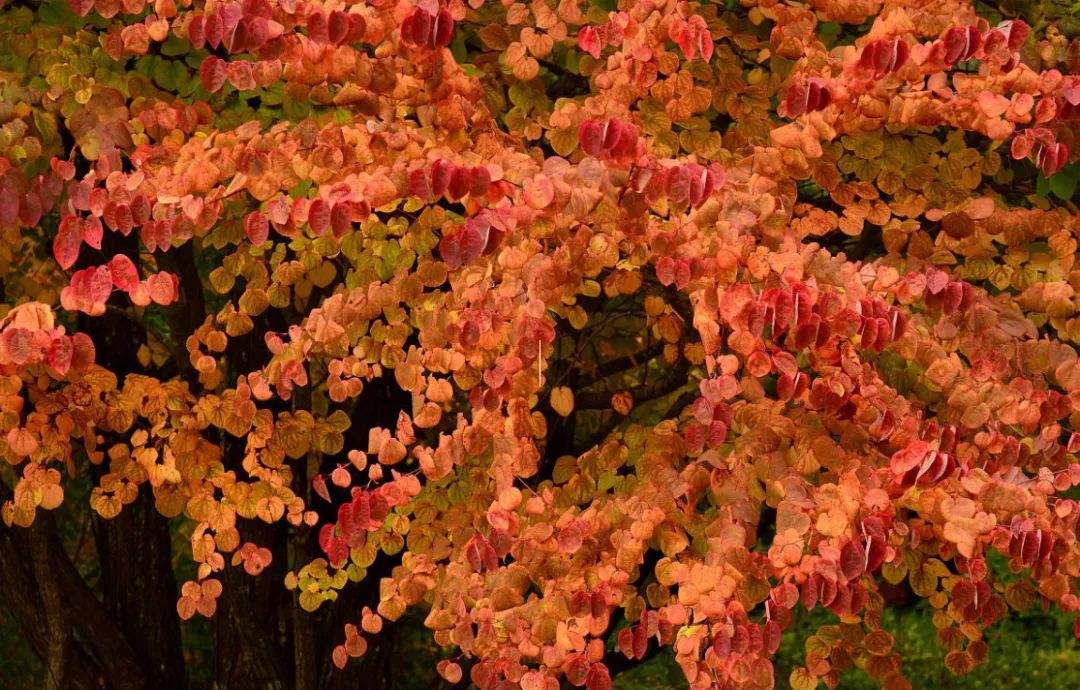 第三纪孓遗彩叶树种——连香树植物非试管高效快繁