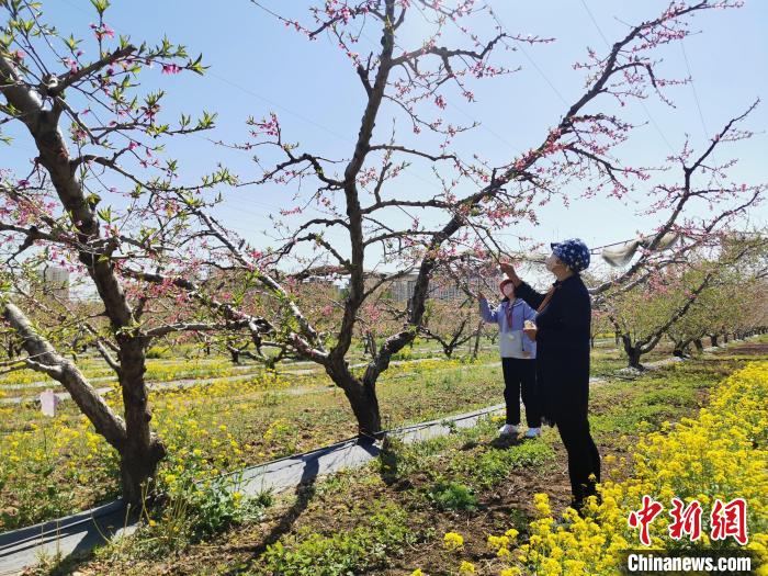 深州桃花图片