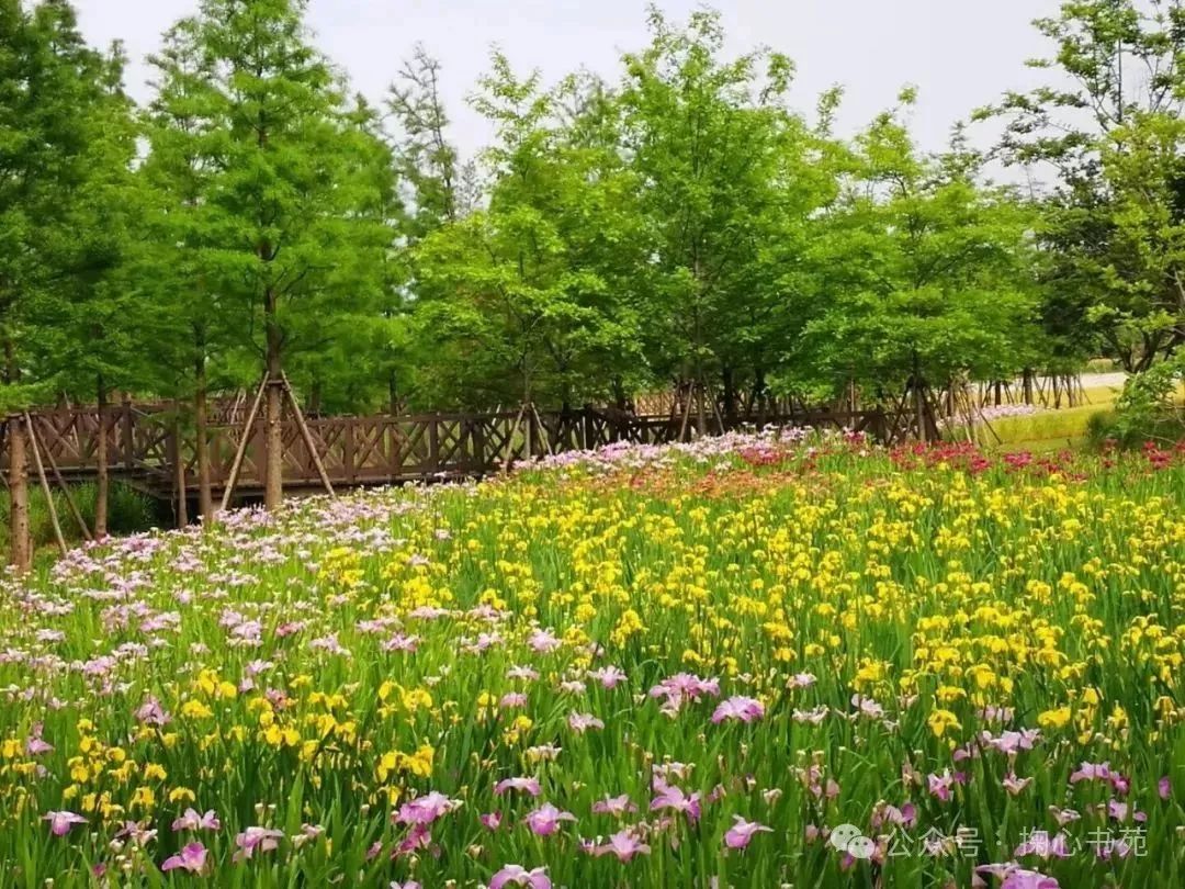 掬心书院,唐韵书院2024研修班诗第11讲作业点评