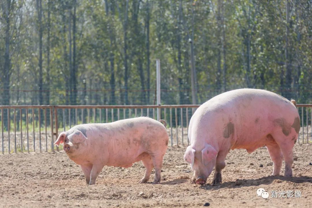 「辉光日新1319」天天读经典:慎终追远(图:大肥猪爱运动)