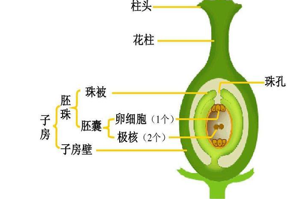 雌蕊子房结构图图片