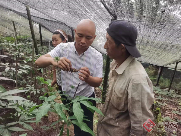 紅河州元陽縣:做強產業 荒山變