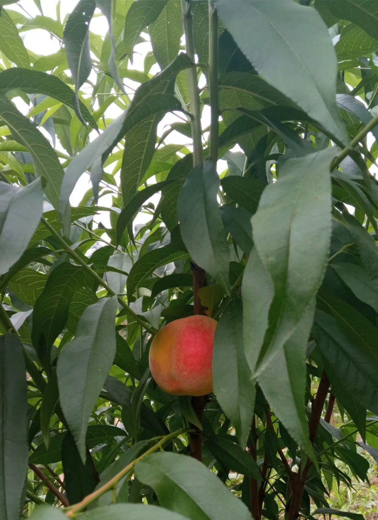 中桃金甜1号桃树苗修剪技巧,提高产量的关键!