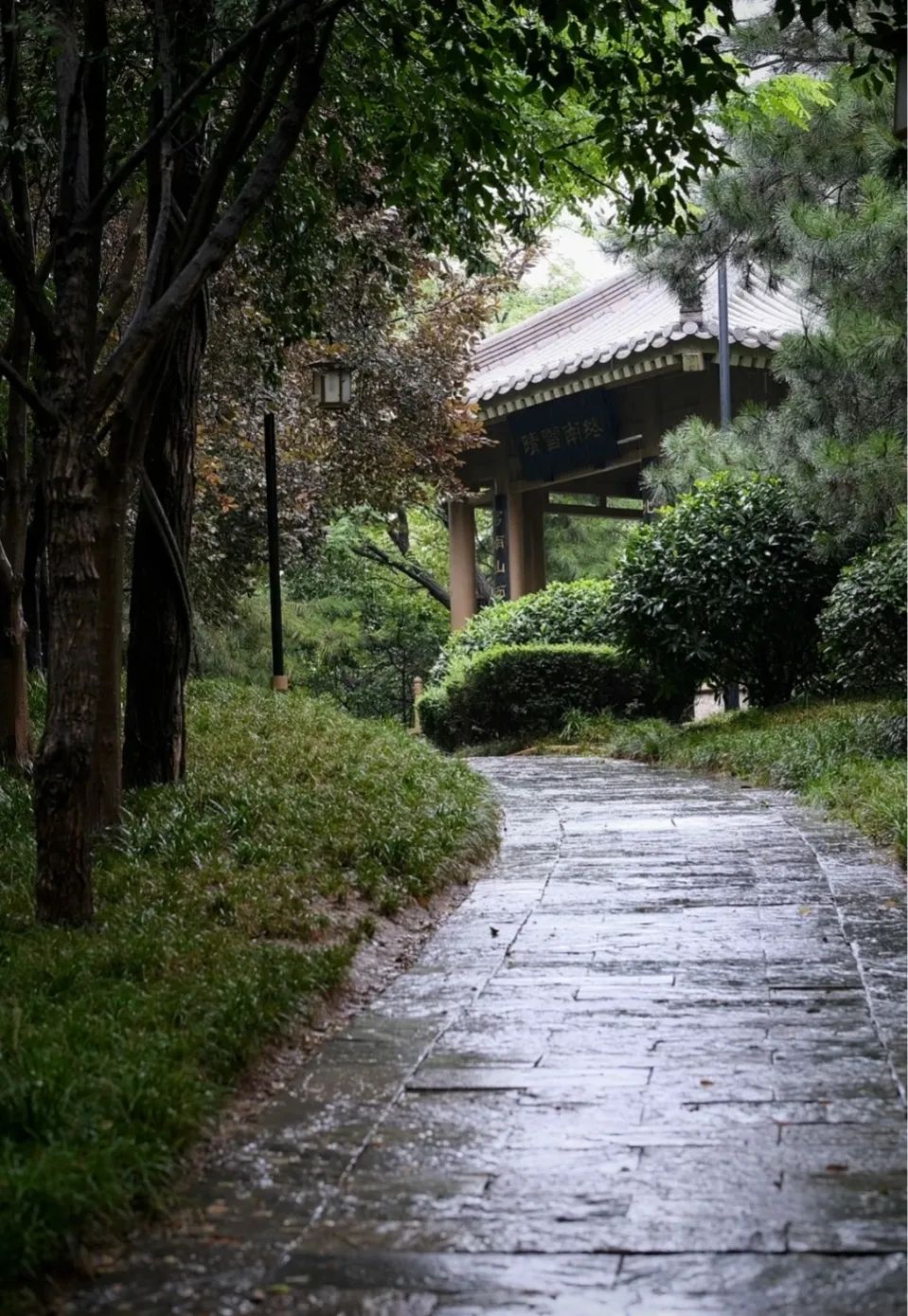 秋雨濛濛简谱图片