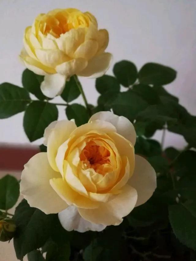 圣女贞德(jeanne darc)