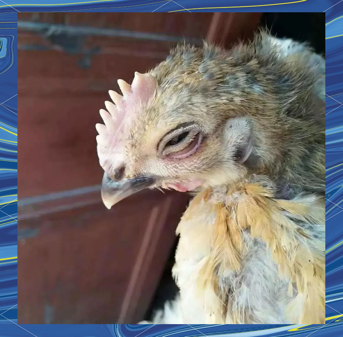 鸡流感六个阶段的症状与发展策略解析