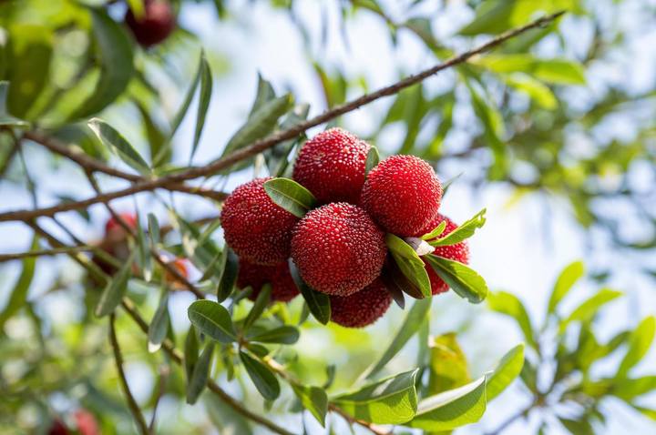 六月"梅"好时光,在"浙"探寻杨梅香甜的气息