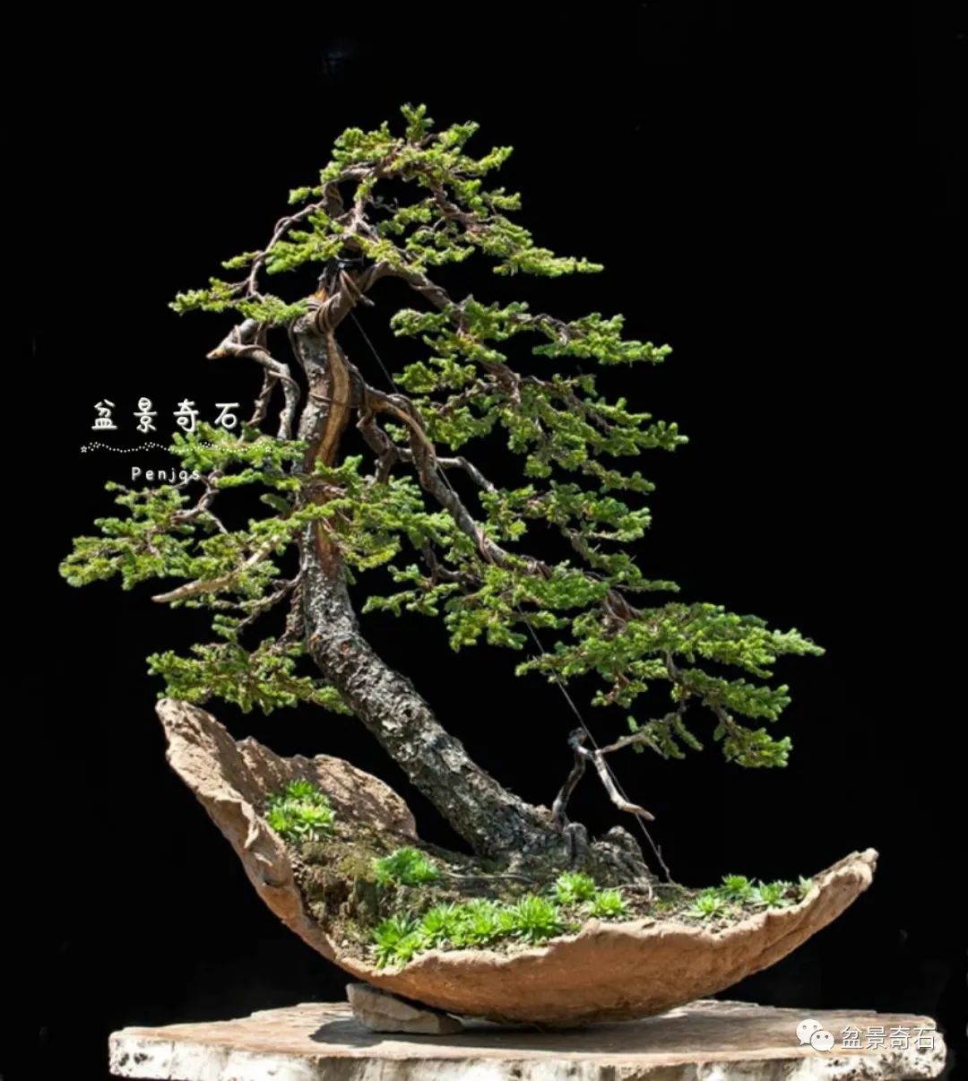 200岁云杉成型记