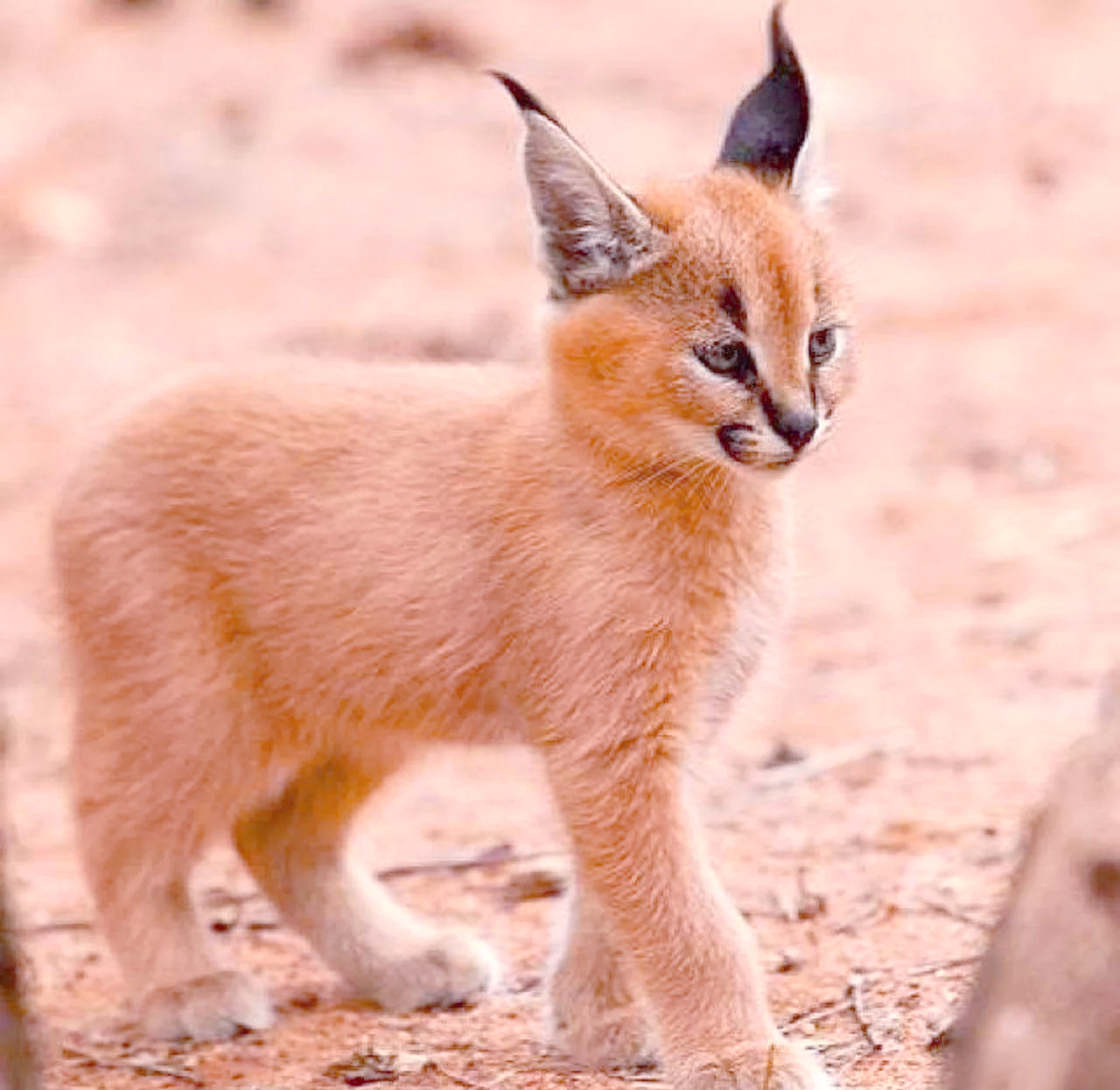 从捕食鲨鱼到耐寒生存,这些野猫真的不可小觑