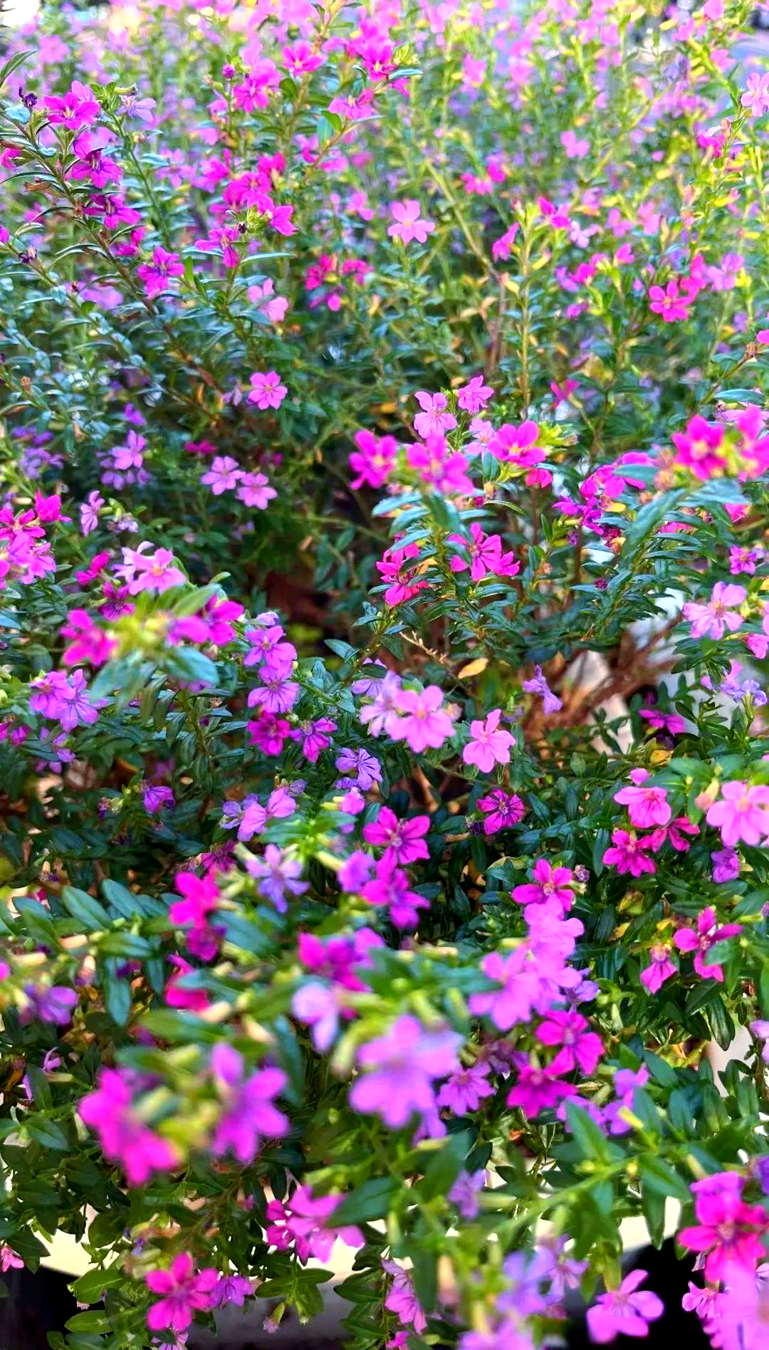 紫花满天星:花园中的繁星,静谧而璀璨