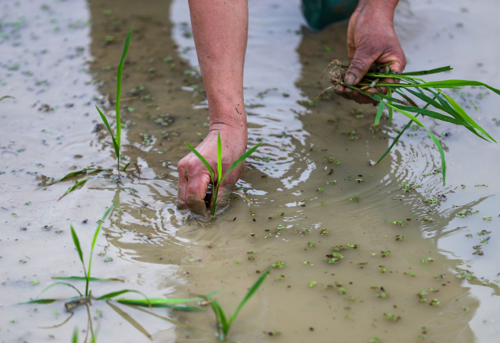 岑巩县水尾镇:杂交水稻制种移栽忙