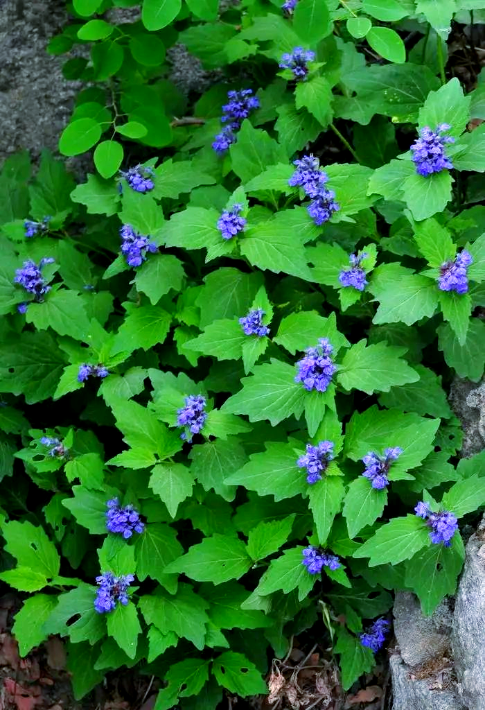 筋骨草:治疗跌打损伤的多功能草药