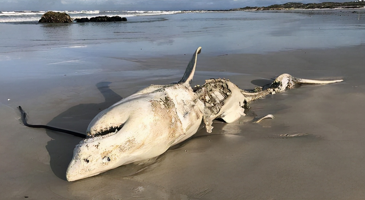 超级巨型鲨鱼 丧尸图片