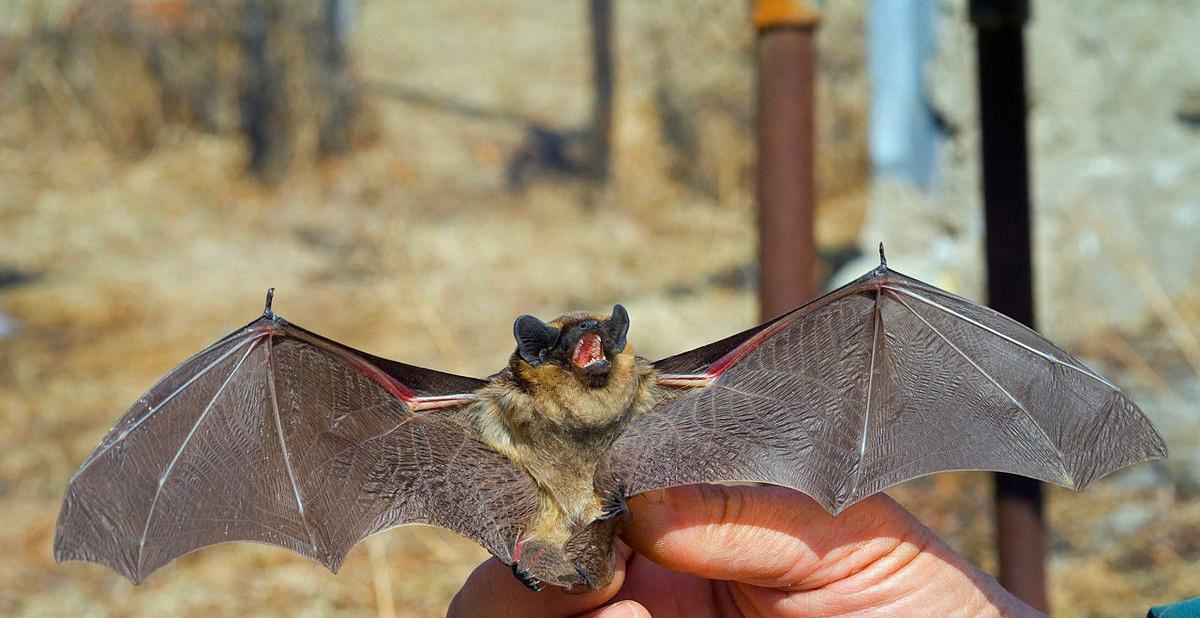 "毒王"蝙蝠:地球上唯一会飞的哺乳动物,为何喜欢倒挂着睡觉?