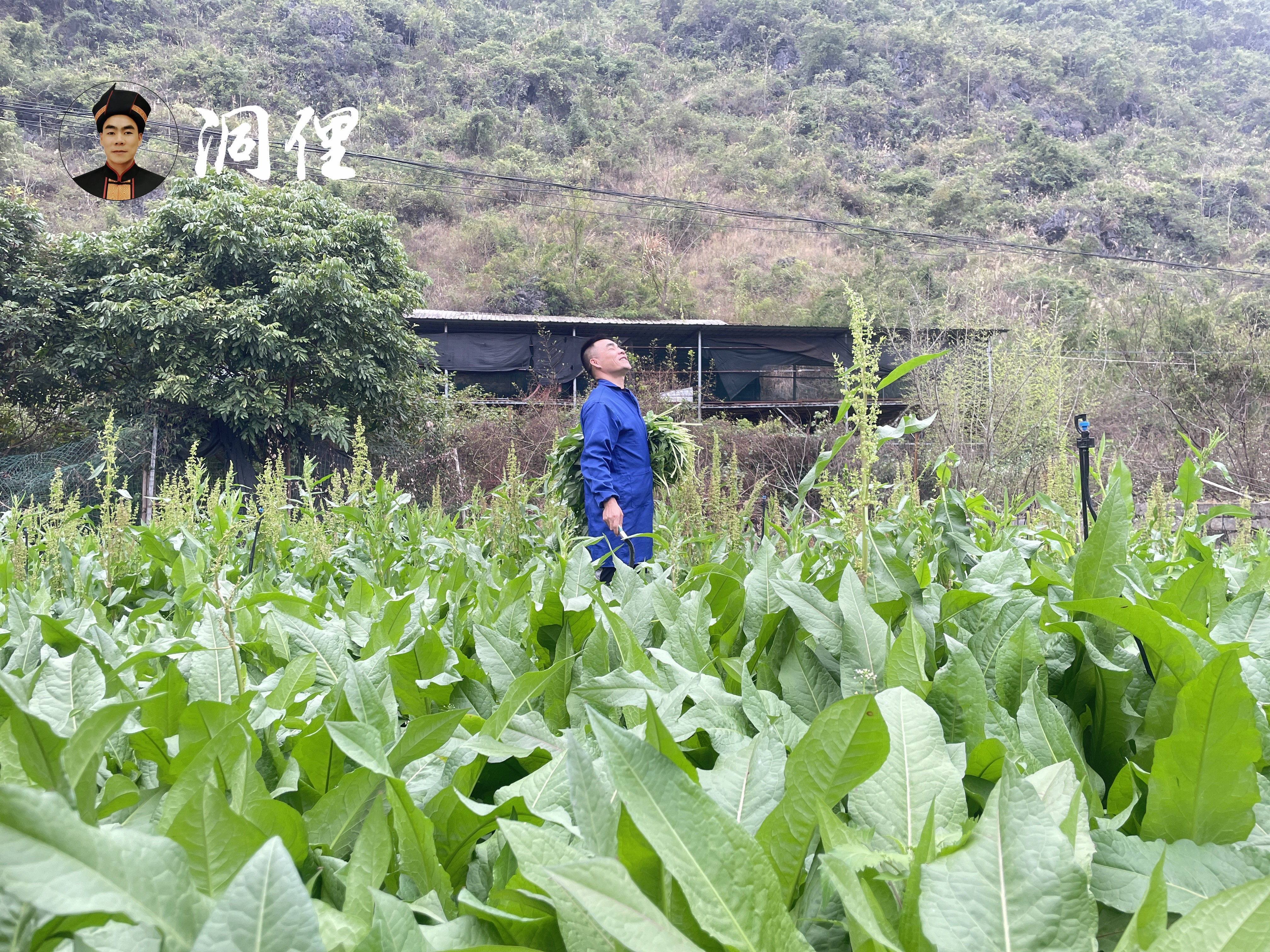 洞俚生态:食叶草千亩种植与产业效益分析