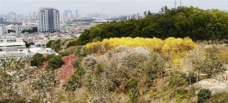 大象岗森林公园图片