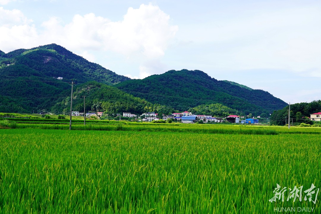 弼时镇:红色热土别样春