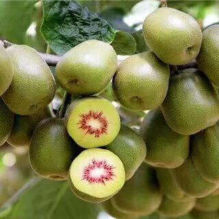 原来猕猴桃有这些神仙好友