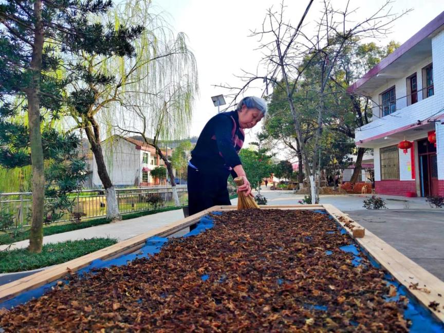 醴陵市枫林镇:激活红色引擎 赋能美丽乡村建设