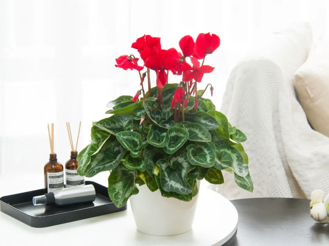 大盆仙客来,第二盆半价,限前100单!