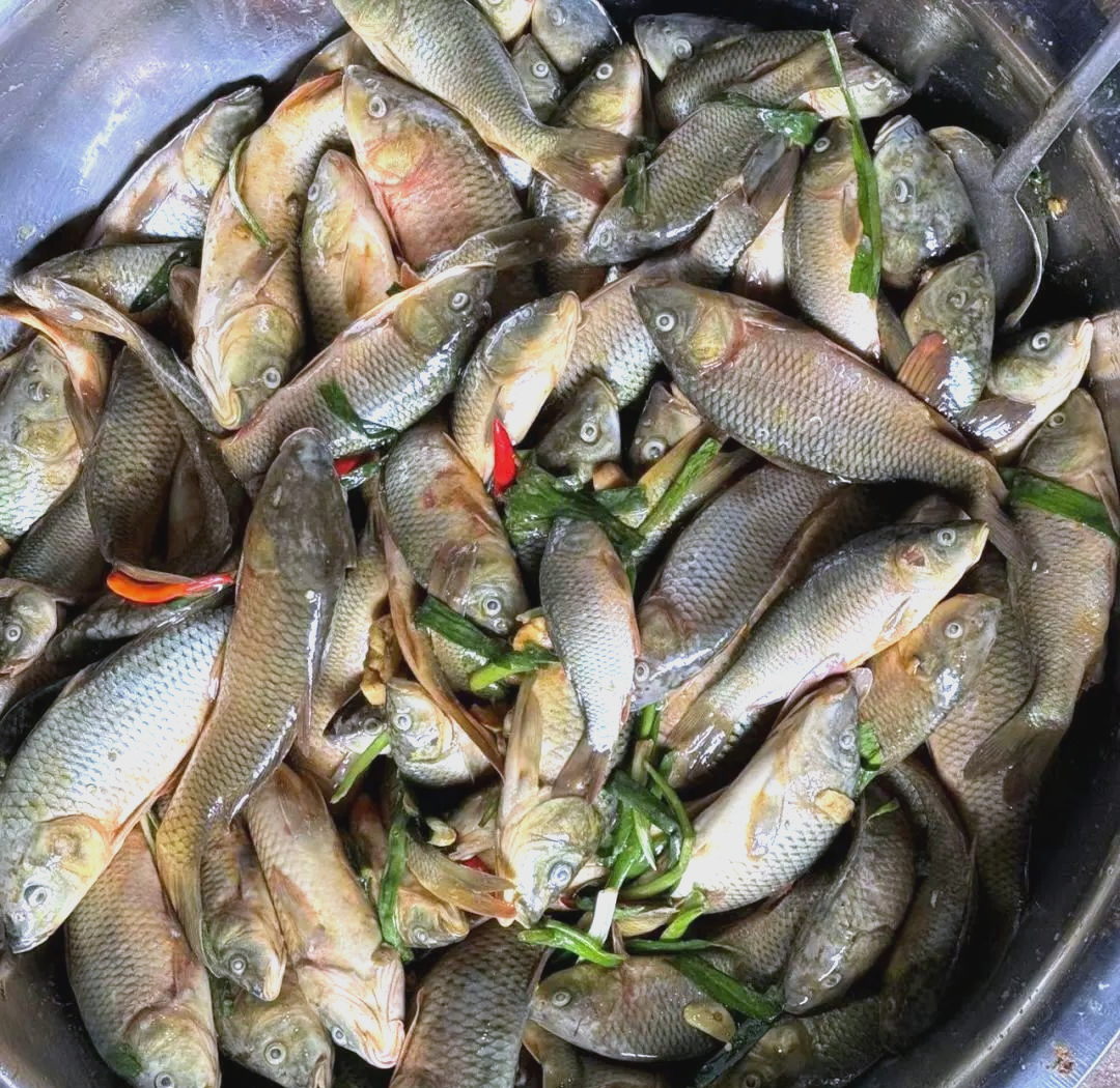 稻花鱼丰收节:自然与文化交融的丰收盛宴