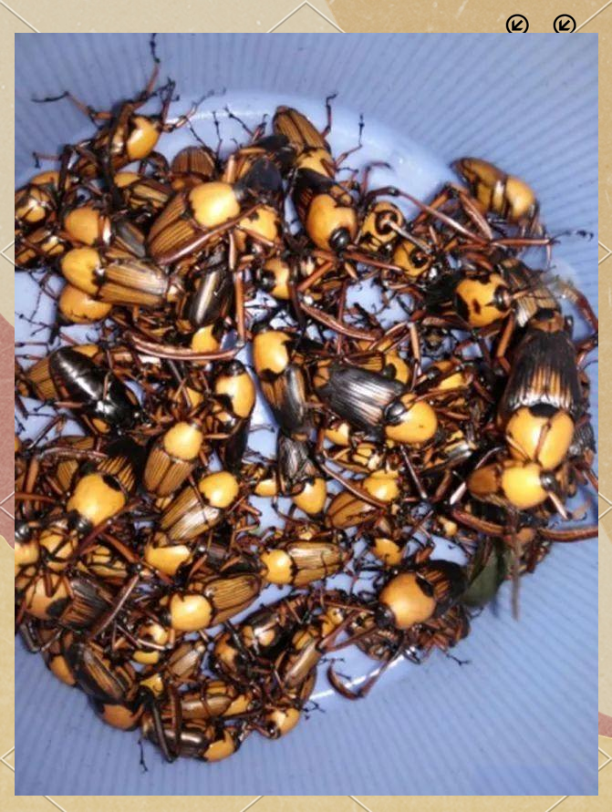 竹象虫的减少:人类活动与害虫的天敌