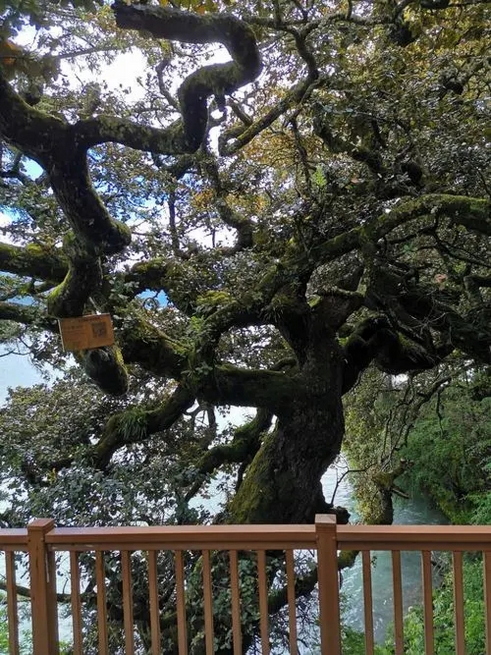 金刚木是一种珍贵的天然木材,原产于南美洲热带雨林地区,具有坚硬
