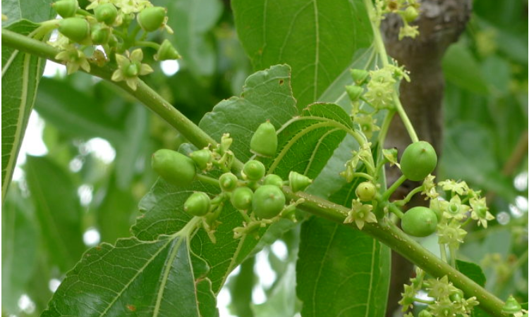 枣树开花时打什么药枣不生虫