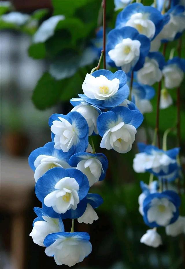 唯美图片〡唯美治愈,一束花的仪式感,永远不会过时