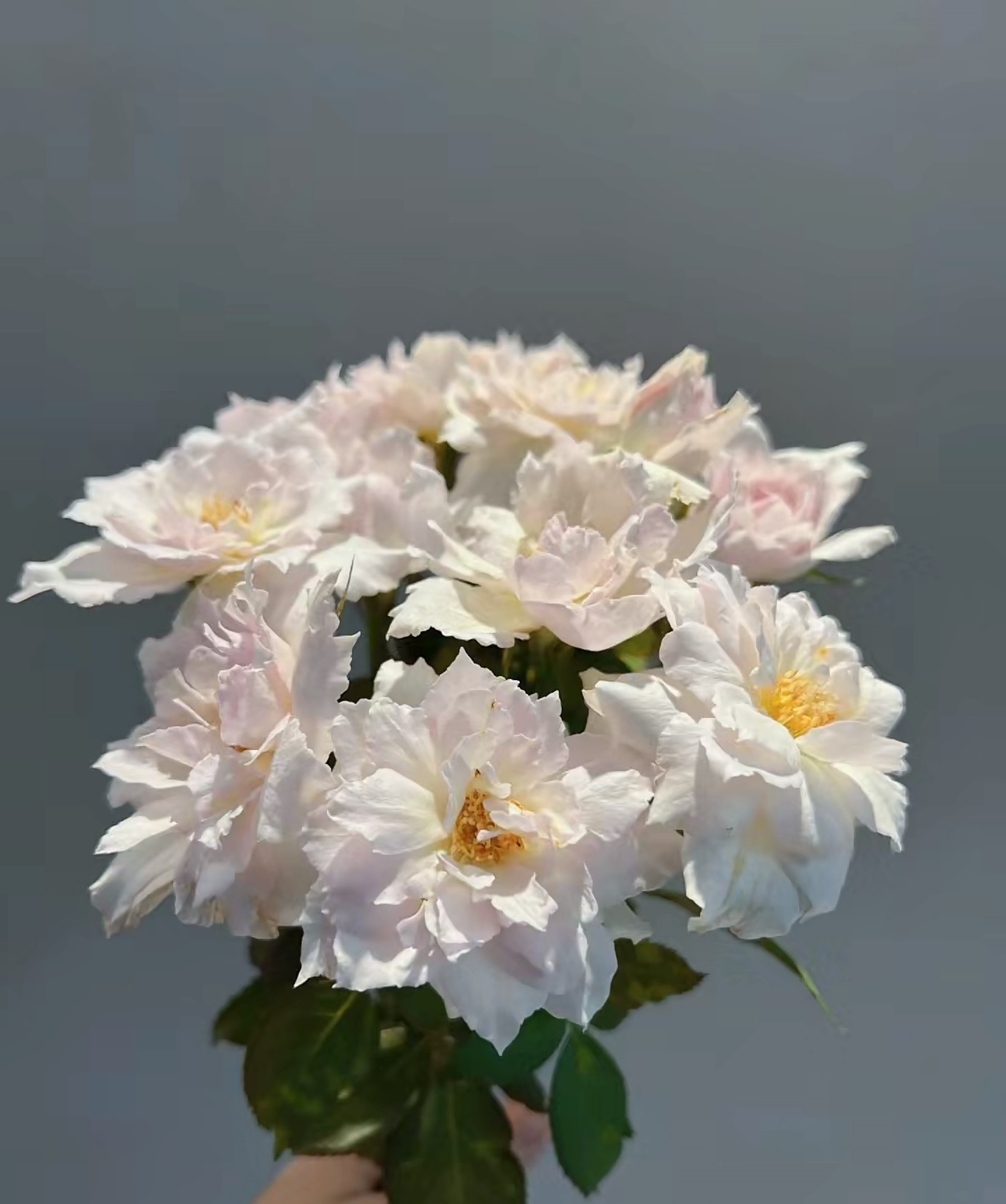 河本月季"莎菲天使",颜值高,香味足,多季绽放,夏花也漂亮!