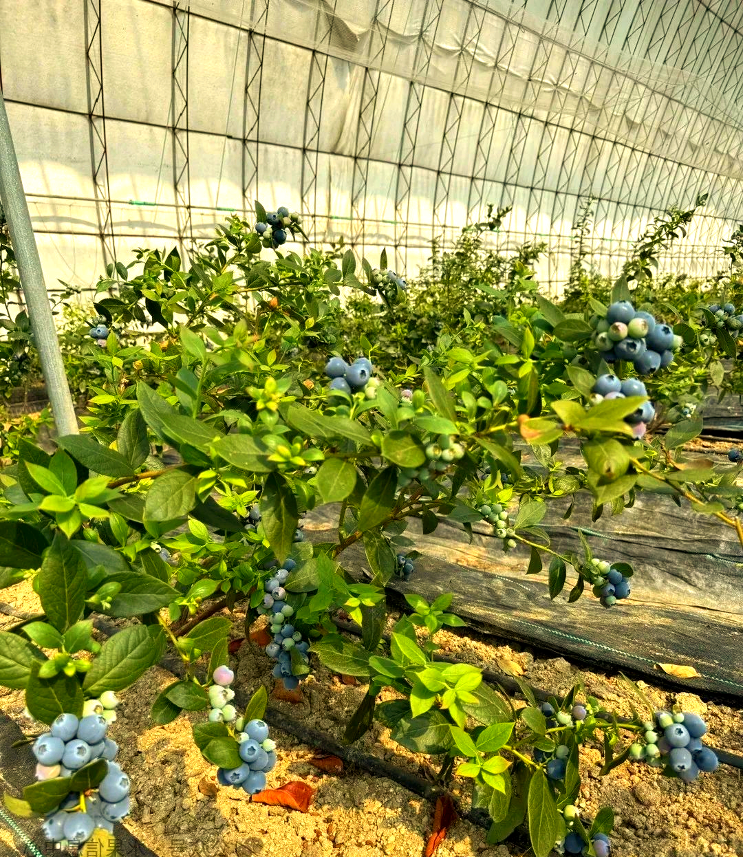 中国蓝莓的种植分布与品种概述