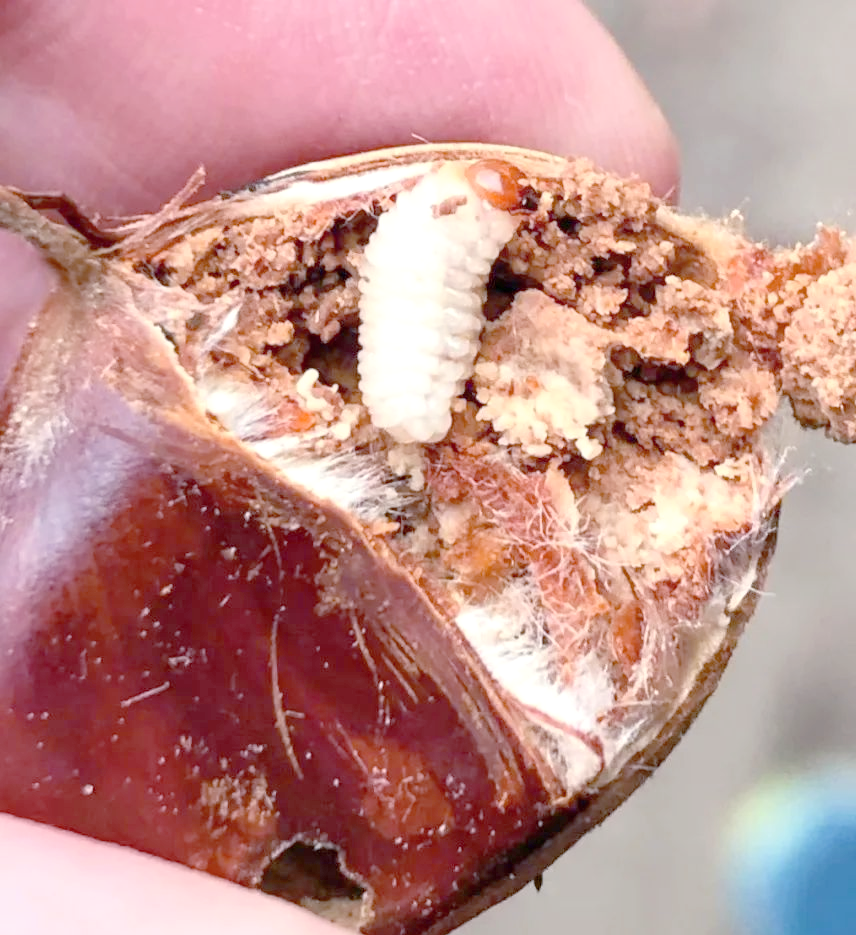 揭秘象鼻虫:长鼻子真的鼻子吗?