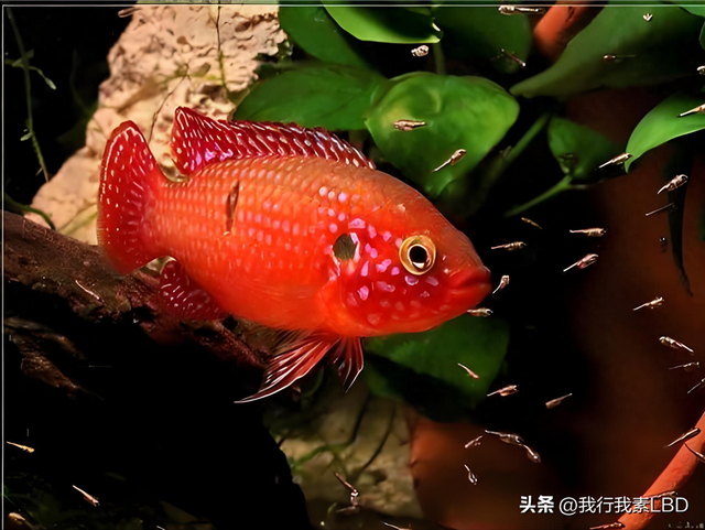 红宝石产卵后把卵吃了(红宝石产卵后需要隔离吗)