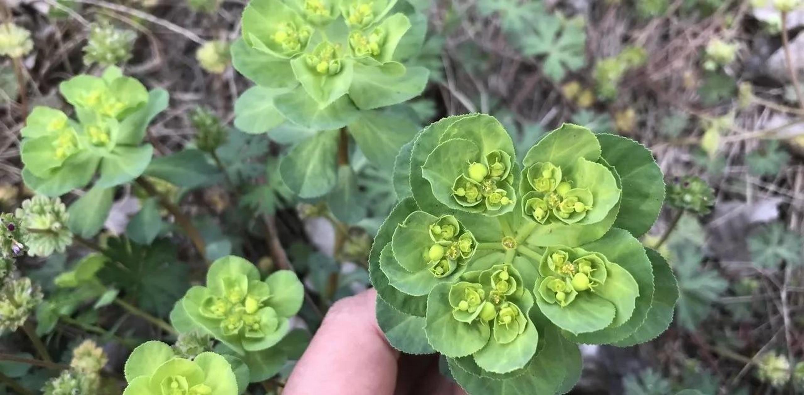 导读:有毒植物猫眼草猪都不吃,却有3大用途值得你了解,你知道几个?