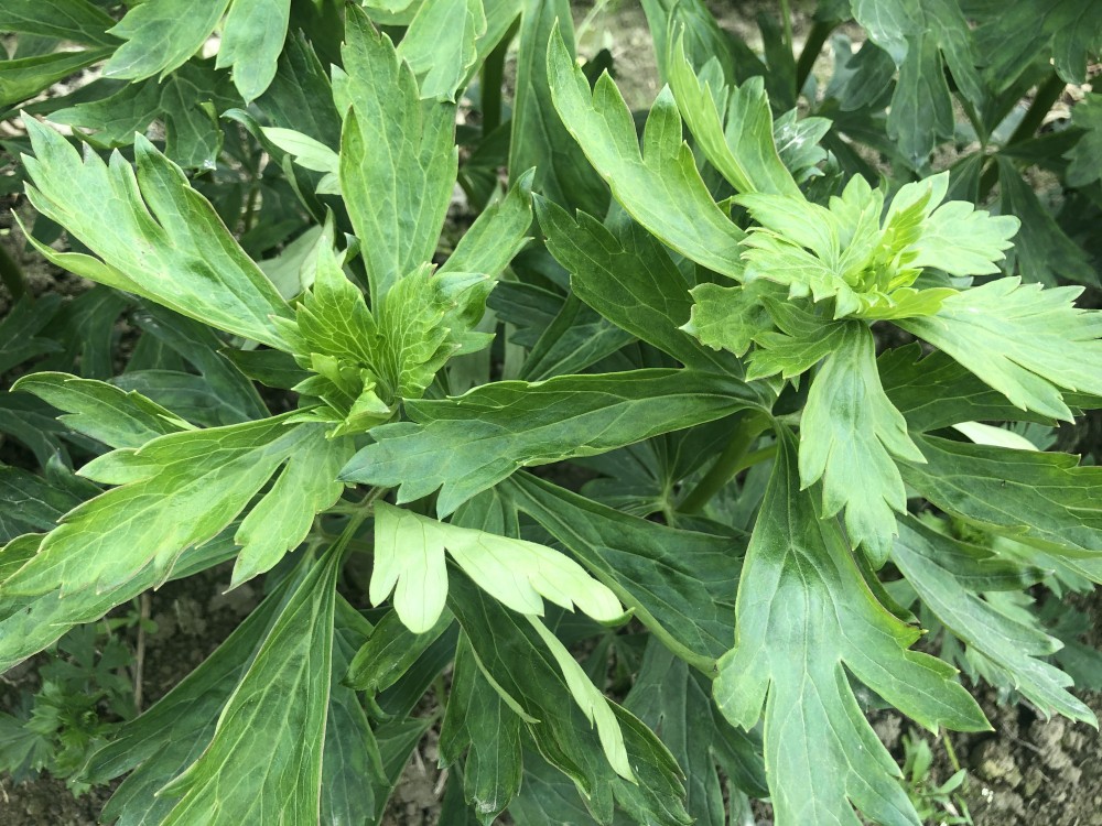 不误好农时附子修根忙