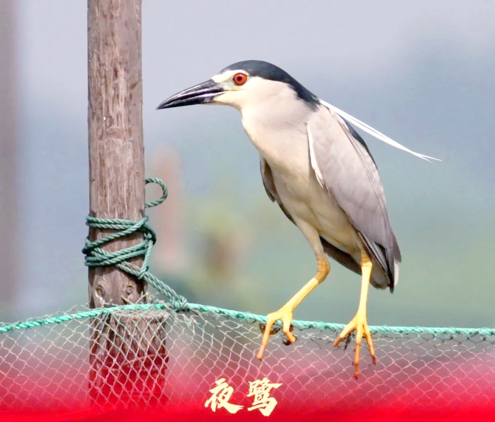 荷花盛开!白洋淀湿地禁猎区成鸟类天堂