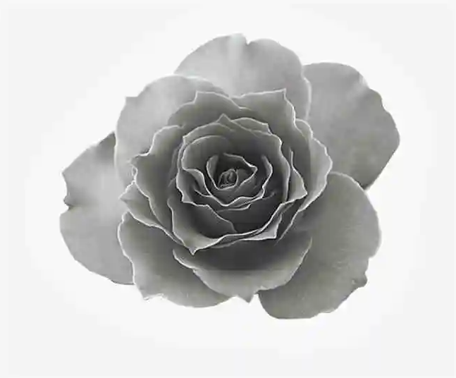 灰色的玫瑰花语图片