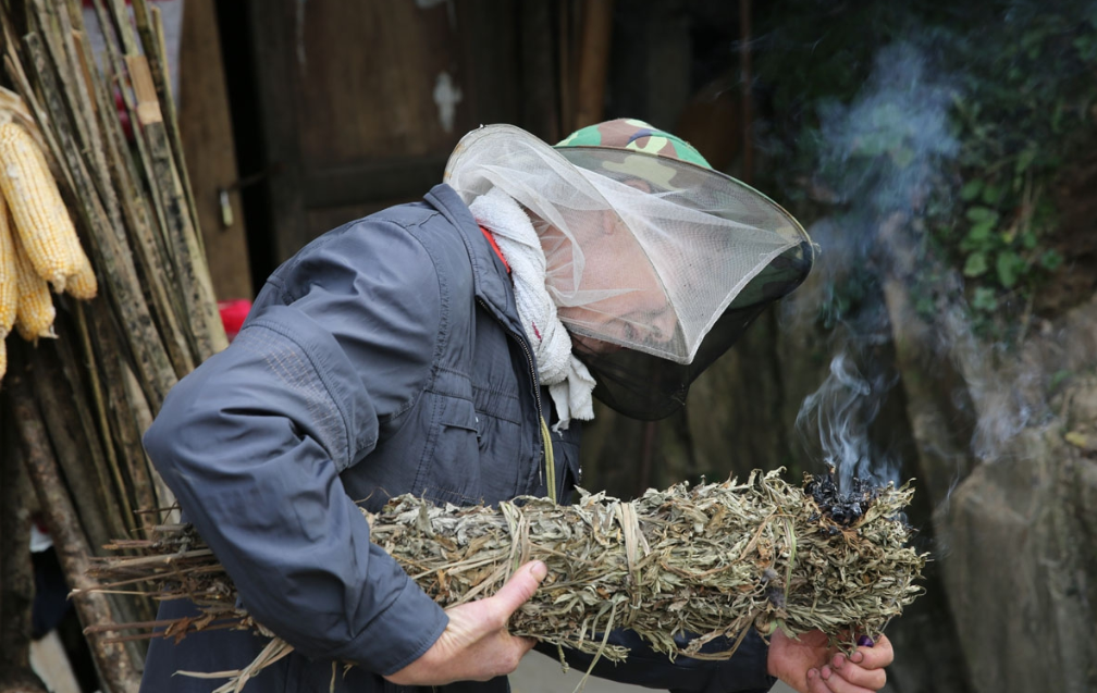 艾草熏的部位和效果图图片