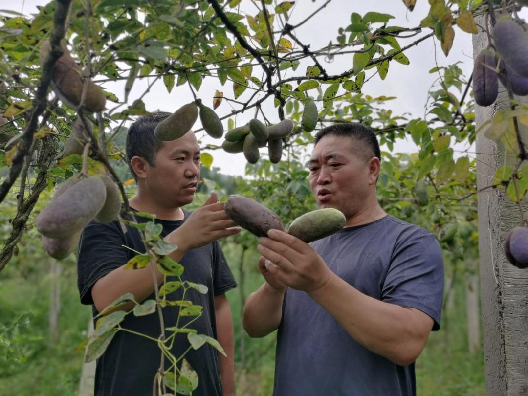 面积最大的八月瓜种植基地