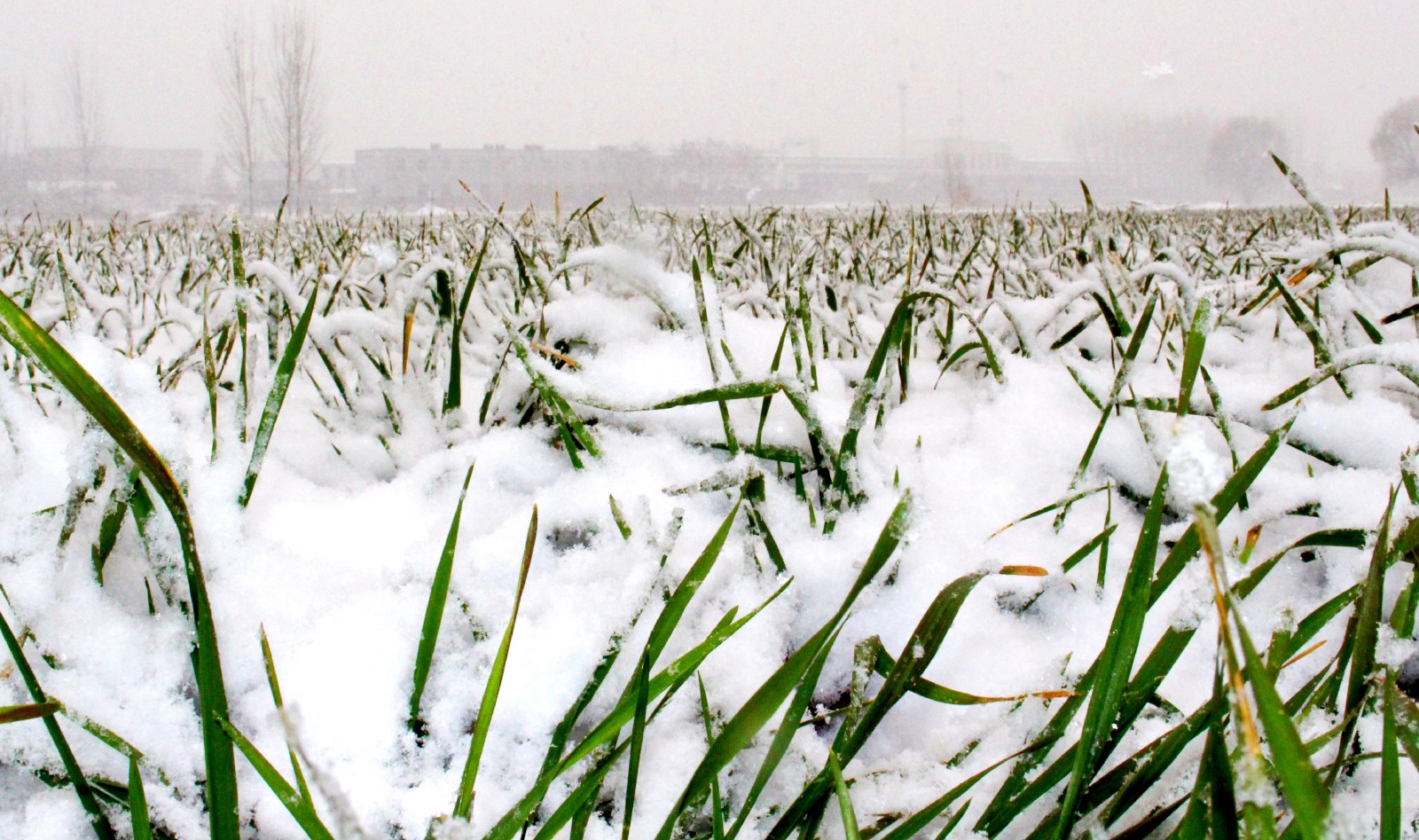 薛城区邹坞镇33万亩冬小麦喜盖雪被