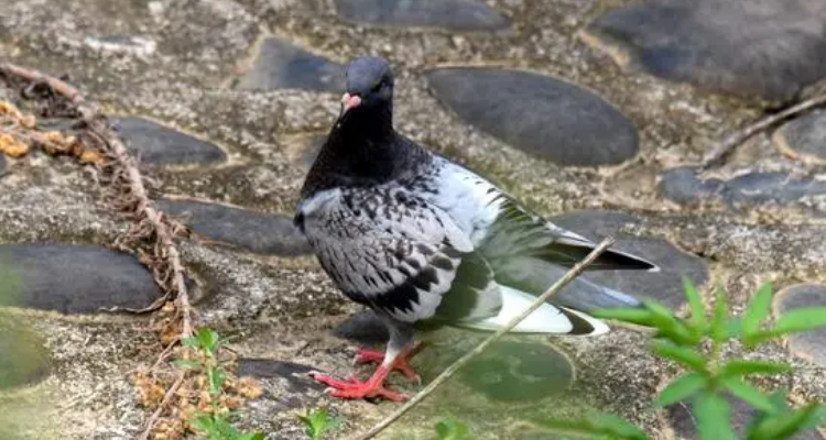 野鴿子學名叫什麼