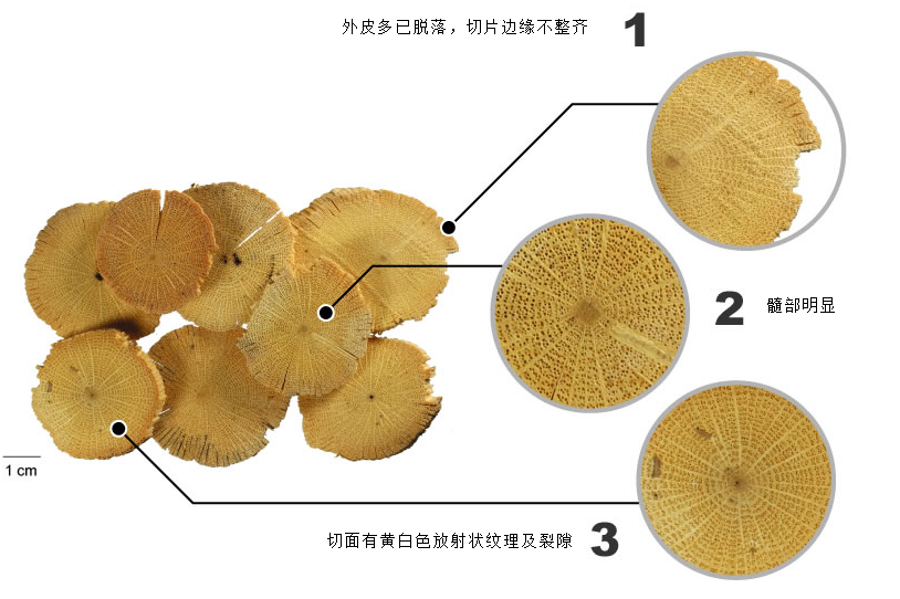 木通,川木通,关木通三者怎么样很好的区别?