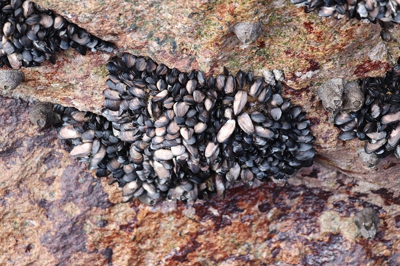 「科普南麂」贝类篇·条纹隔贻贝