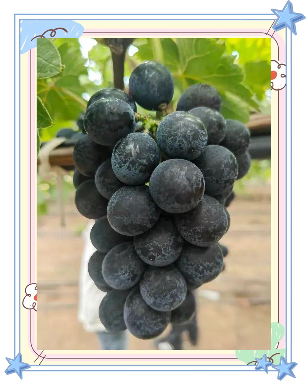 宝光葡萄的品种特性与栽培要点解析