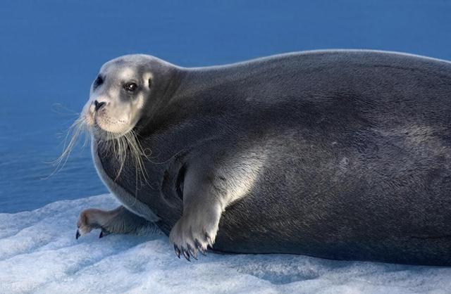 海豹是在陆地还是在水里生活
