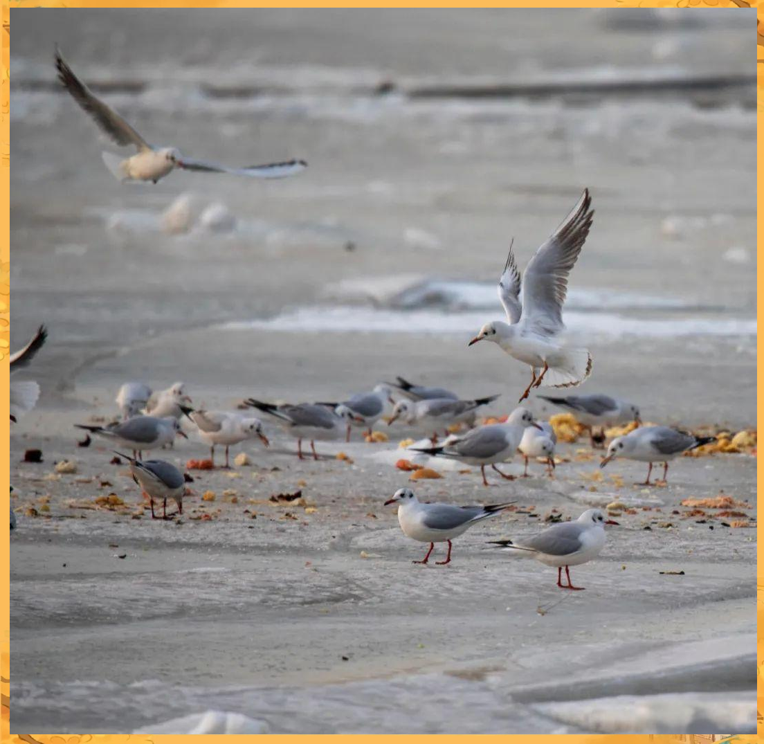 海鸥:多种海鸟的介绍与现象观察