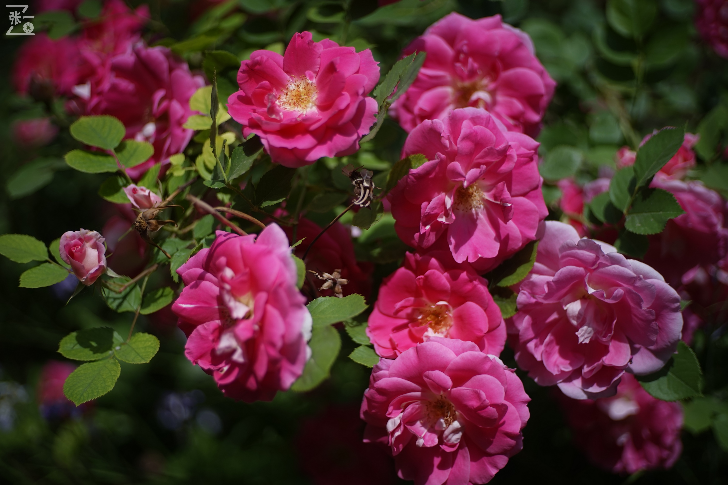 北京的市花是什么花啊(北京的市花是什么花啊图片)