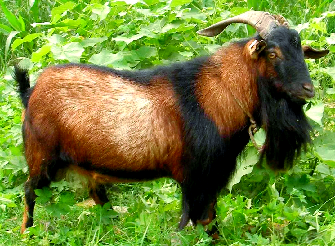 国内羊奶消费热潮来袭,奶山羊成致富新宠